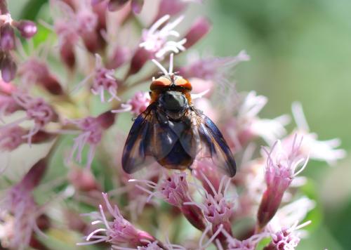 Phasia hemiptera